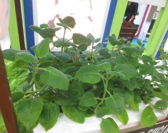Bangun Bangun (Plectranthus amboinuicus)