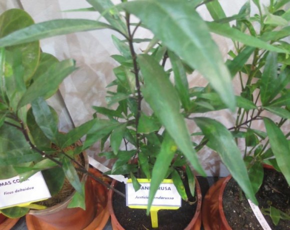 Ganda Rusa   (Justicia gendarussa)
