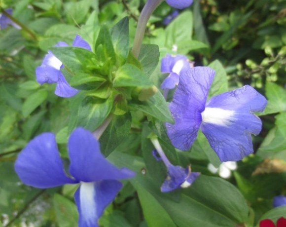 Basilum (Ocimum basilicum)
