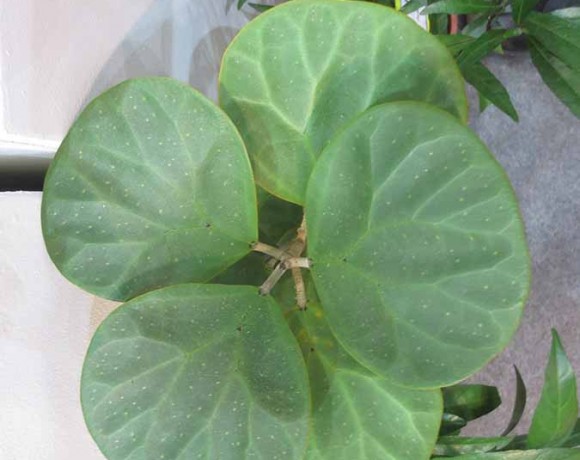 Mas Cotek  (Ficus deltoidea)