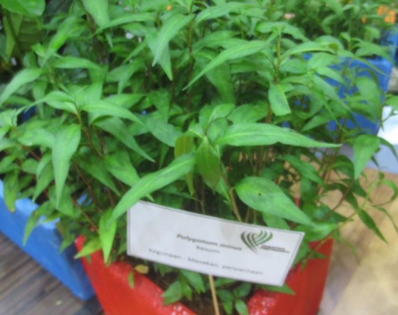 Kesum (Persicaria odorata)
