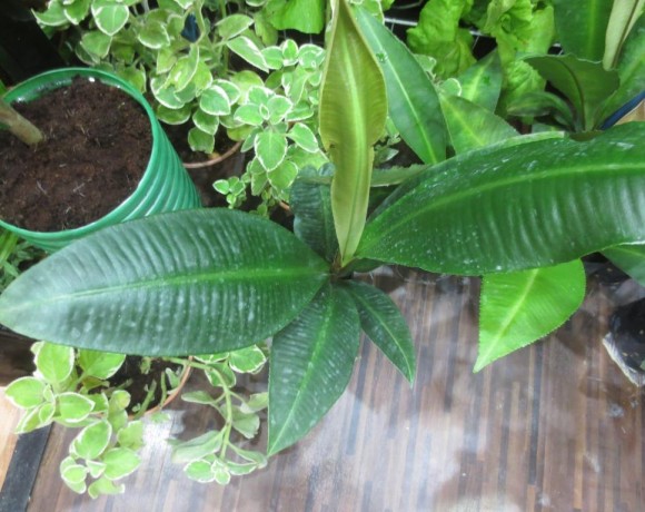 Kacip Fatimah  ( Labisia pumila )