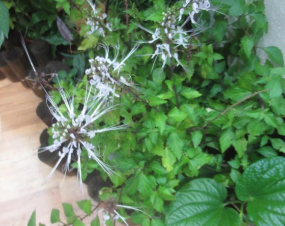 Misai Kucing  (Orthosiphon stamineus)