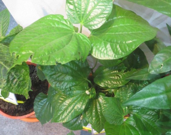 Kaduk   (Piper sarmentosum)