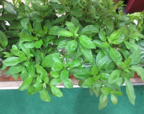 Gynura    (Gynura procumbens)