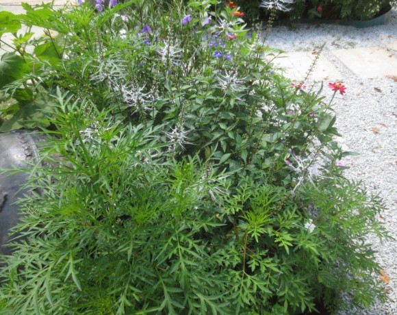 Ulam Raja (Cosmos caudatus)